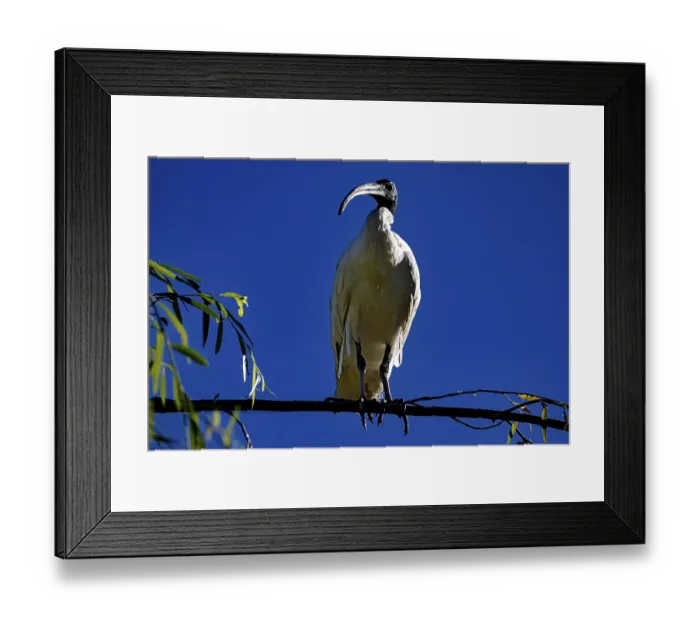 Framed Print : Ibis sits majestically on a branch in the Chinese Garden of Friendship Framed Print : Ibis sits majestically on a branch in the Chinese Garden of Friendship