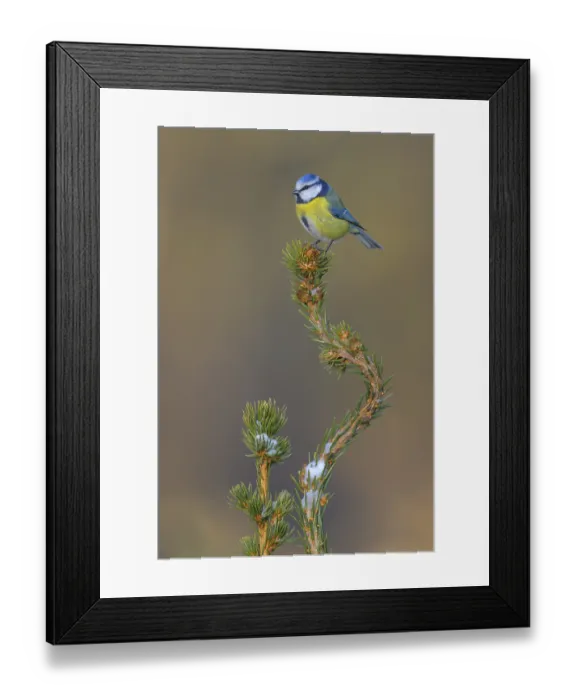 Framed Print : Blue tit (Cyanistes caeruleus)