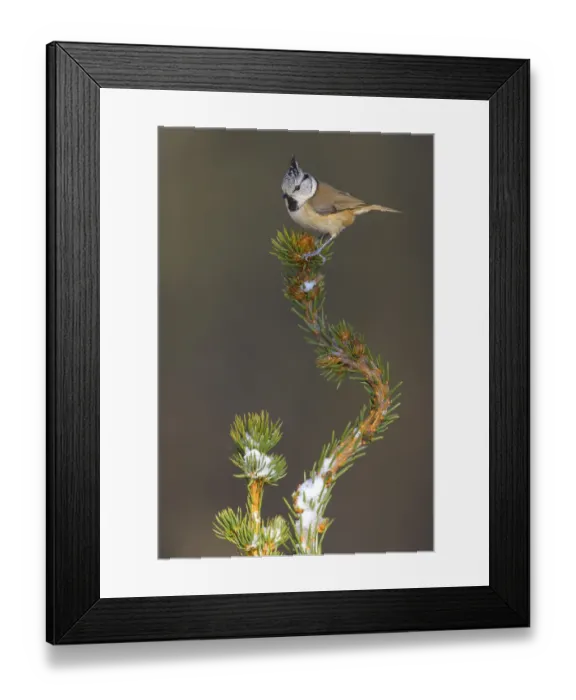 Framed Print : Crested Tit (Lophophanes Scalloped ribbonfish) Framed Print : Crested Tit (Lophophanes Scalloped ribbonfish)