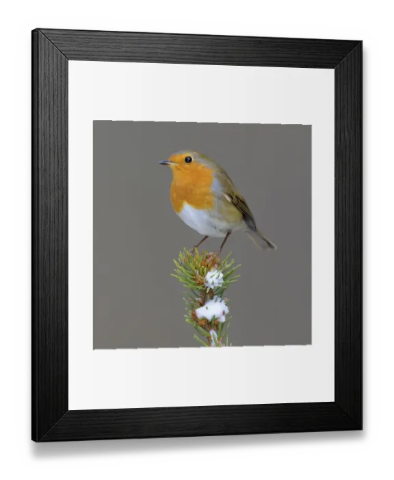 Framed Print : Robin (Erithacus rubecula), on a snow-covered spruce top Framed Print : Robin (Erithacus rubecula), on a snow-covered spruce top