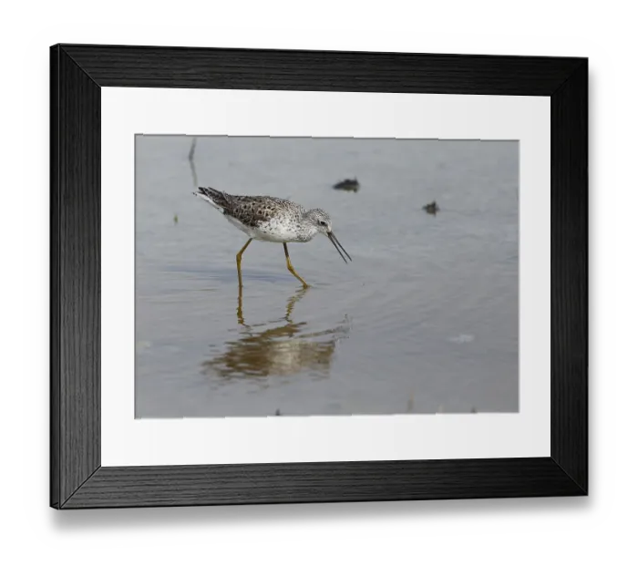 Framed Print : Pond waterer, Tringa stagnatilis