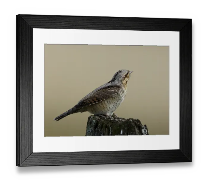 Framed Print : Wendehals, Jynx torquilla, sitting on a stake Framed Print : Wendehals, Jynx torquilla, sitting on a stake