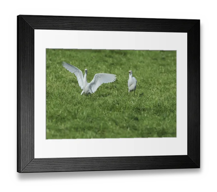 Framed Print : Cow heron, Bubulcus ibis, searching for food in a cattle pasture