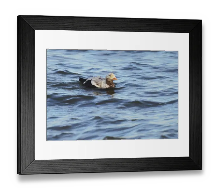 Framed Print : Plush headed duck, Somateria fischeri Framed Print : Plush headed duck, Somateria fischeri