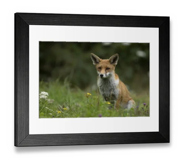 Framed Print : Red fox (Vulpes vulpes) adult animal in countryside grassland with wildflowers in summer
