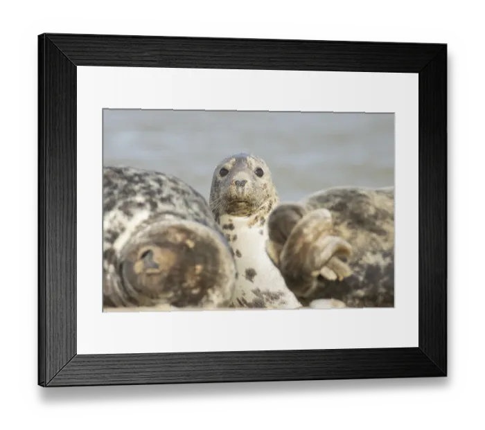 Framed Print : Atlantic grey seal (Halichoerus grypus) adult animal on a beach Framed Print : Atlantic grey seal (Halichoerus grypus) adult animal on a beach