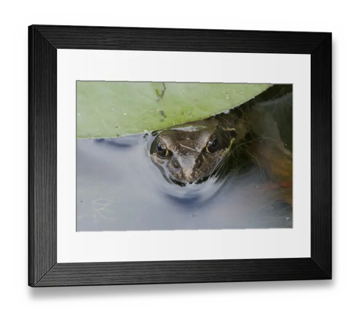 Framed Print : Common frog (Rana temporaria) Framed Print : Common frog (Rana temporaria)