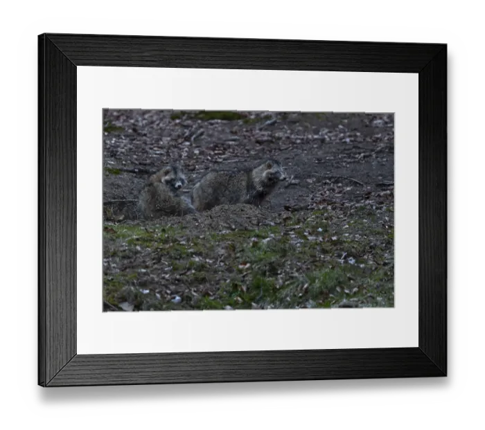 Framed Print : The raccoon dog (Nyctereutes procyonoides) on the right is the male Framed Print : The raccoon dog (Nyctereutes procyonoides) on the right is the male