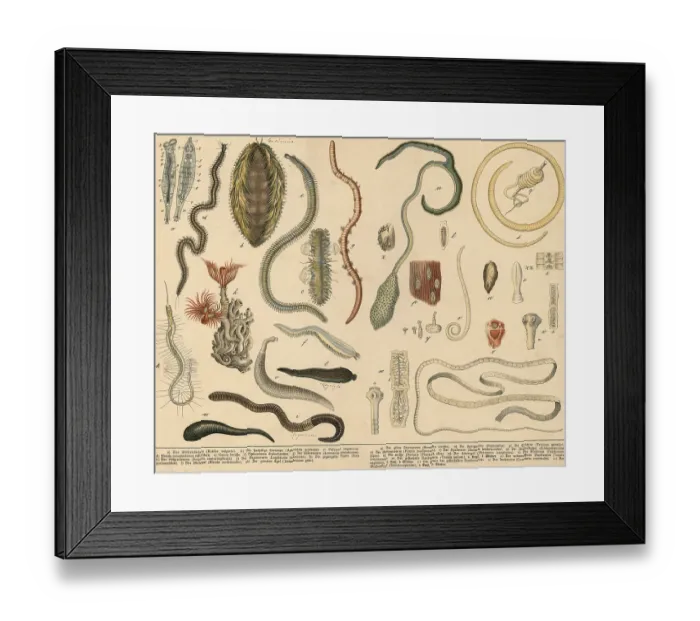 Framed Print : Animals: rotifers, annelids, starworms