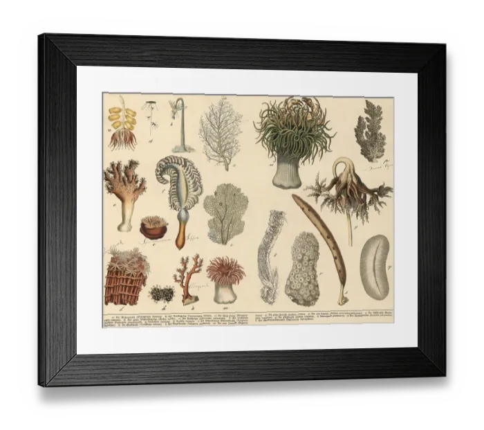 Framed Print : Animals: jellyfish, corals and sponges Framed Print : Animals: jellyfish, corals and sponges