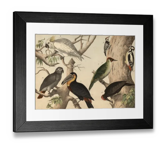 Framed Print : Animals, birds: parrots (left) and woodpeckers: grey parrot Framed Print : Animals, birds: parrots (left) and woodpeckers: grey parrot