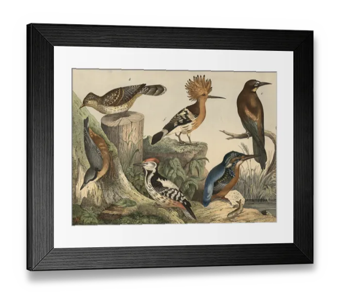 Framed Print : Animals, birds: Great Spotted Woodpecker