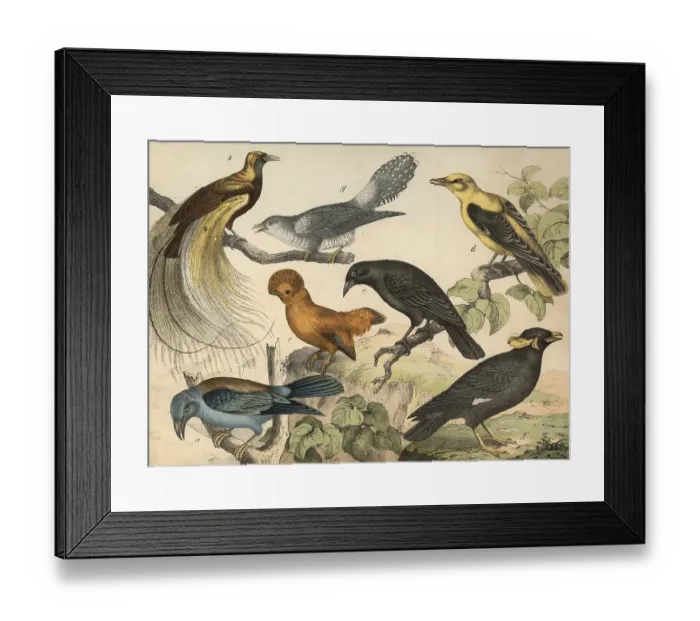 Framed Print : Animals, birds: almond crow, Coracias garrula Framed Print : Animals, birds: almond crow, Coracias garrula