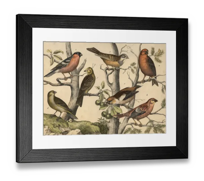 Framed Print : Animals, birds: spruce crossbill