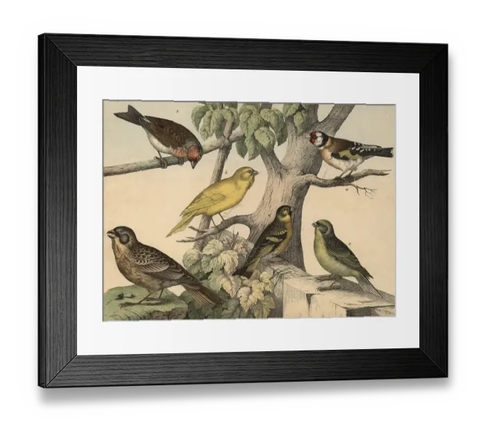 Framed Print : Animals, birds: Goldfinch, Fringilla carduelis