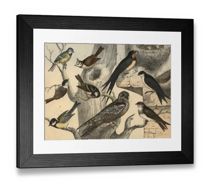 Framed Print : Animals, birds: Great tit, Parus major Framed Print : Animals, birds: Great tit, Parus major