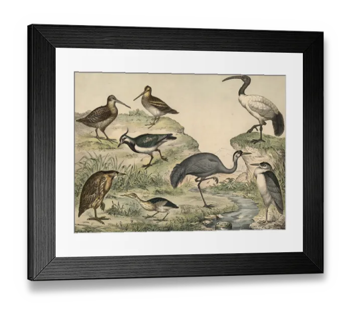 Framed Print : Animals, birds, swamp birds: stinging heron