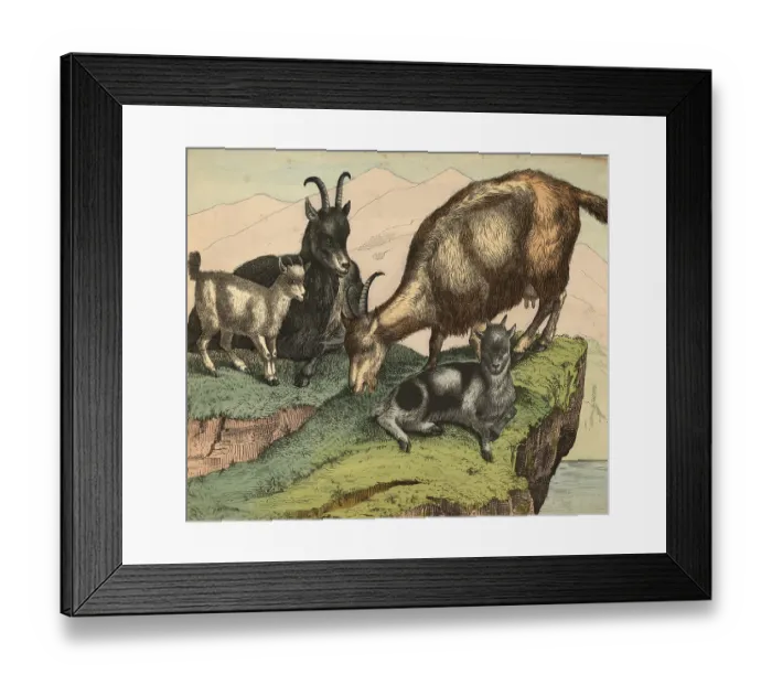 Framed Print : Animals, pets, goats, domestic goat