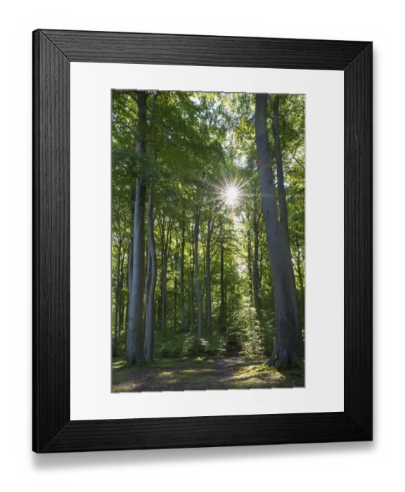 Framed Print : Trail through beech forest, backlight with sun star Framed Print : Trail through beech forest, backlight with sun star