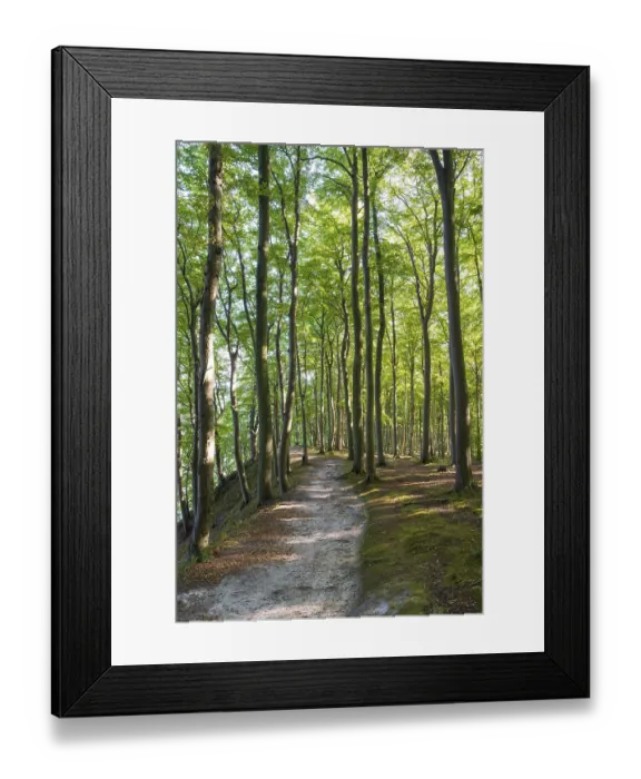 Framed Print : Trail through beech forest, Granitz Nature Reserve