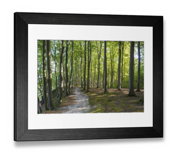 Framed Print : Trail through beech forest, Granitz Nature Reserve