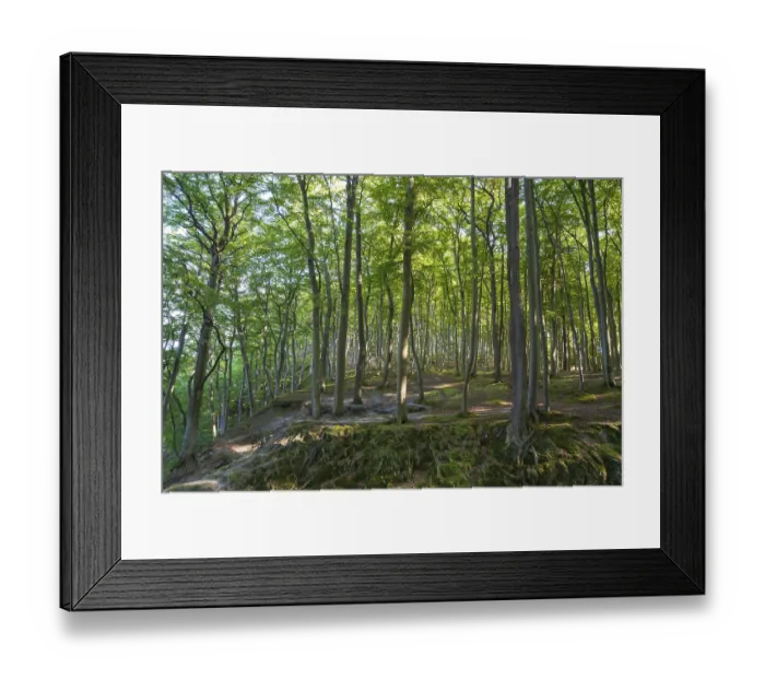Framed Print : Beech Forest, Granitz Nature Reserve