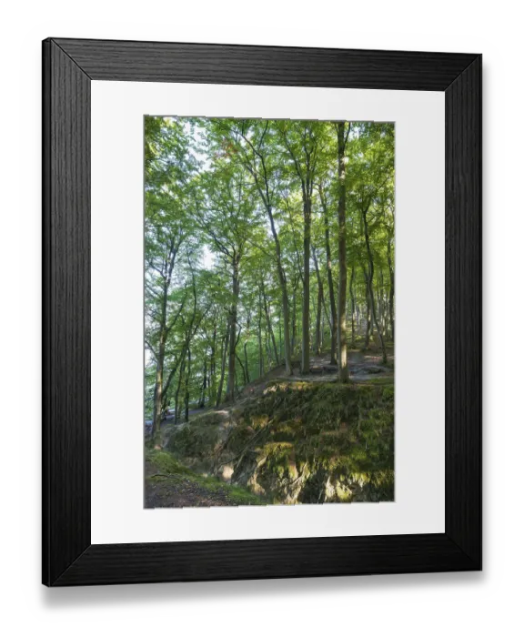 Framed Print : Beech Forest, Granitz Nature Reserve