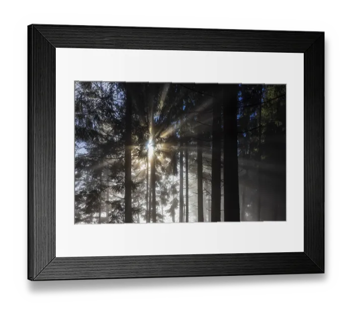 Framed Print : Spruce forest in morning fog with sunbeams