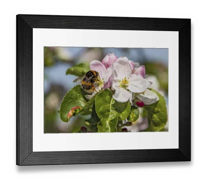 Framed Print : Ground bumblebee (Bombus terrestris)