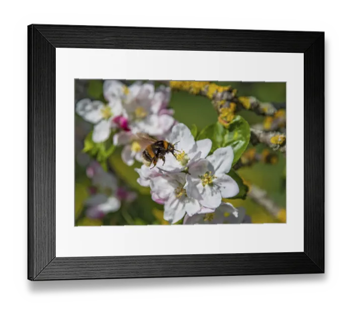 Framed Print : Ground bumblebee (Bombus terrestris)