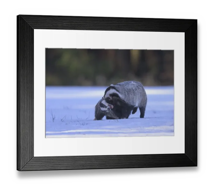 Framed Print : European badger (Meles meles), playful fight in a snowy landscape in the last light