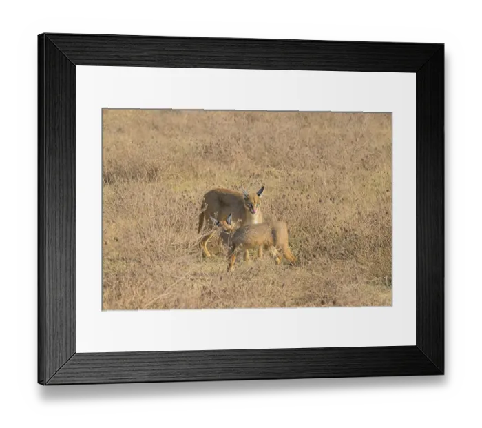 Framed Print : Two caracals interacting in dry grass