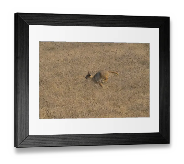 Framed Print : Caracal in a springing motion across a dry