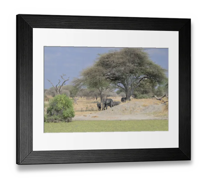Framed Print : Elephants under an acacia tree near a green patch in the savannah