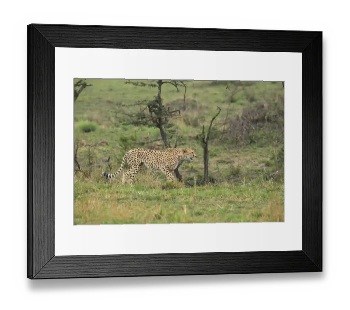 Framed Print : A cheetah walks through lush greenery in a savanna Framed Print : A cheetah walks through lush greenery in a savanna