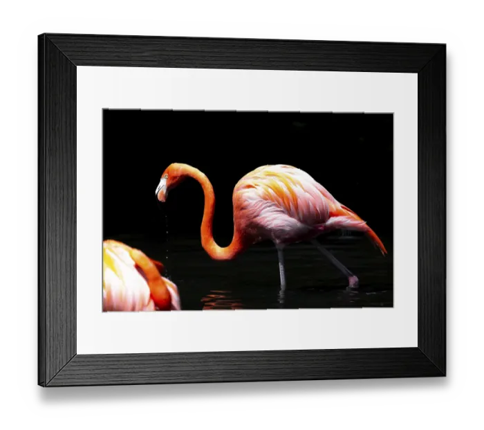 Framed Print : Flamingo (Phoenicopteridae) standing in water with reflection