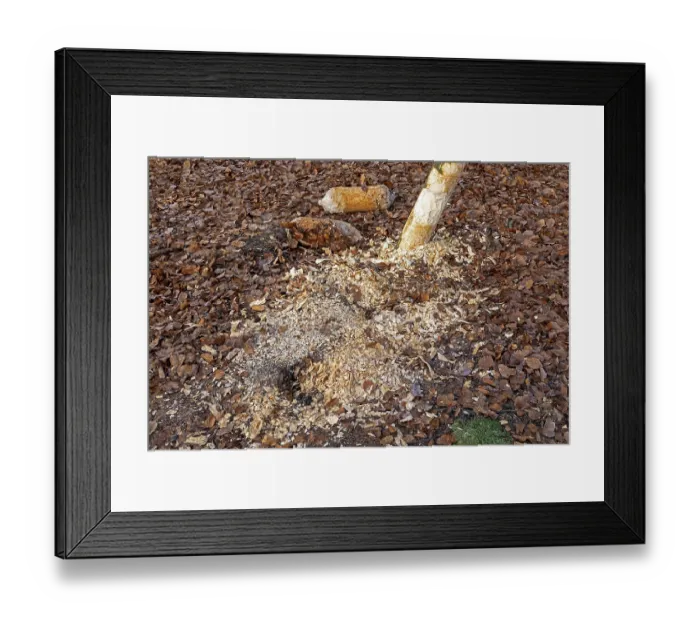Framed Print : Tree bit by beaver, tree trunk parts near Spechthausen