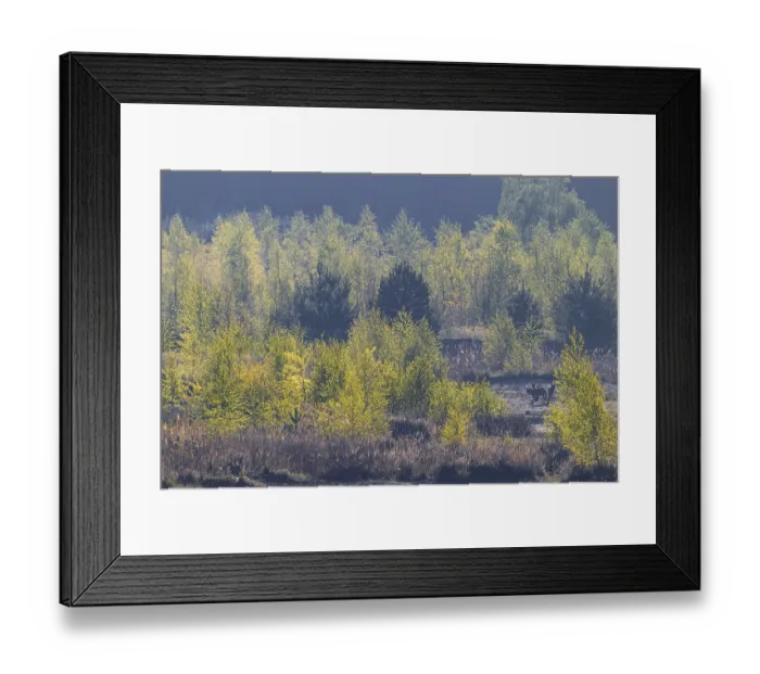 Framed Print : Wolves (Canis lupus) in the late morning in a birch forest