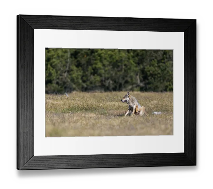 Framed Print : Comparable to the first encounter and only with the difference that this time the wolf pheasant (Canis lupus)