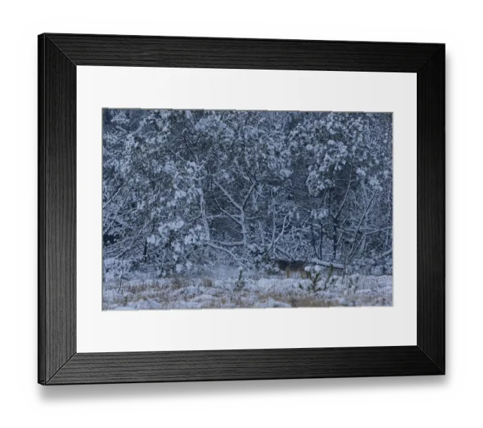 Framed Print : I'm already stowing away my camera when an 8-month-old wolf pup (Canis lupus)