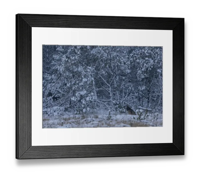 Framed Print : Snow and cold are something completely new for the 8-month-old wolf pup (Canis lupus) Framed Print : Snow and cold are something completely new for the 8-month-old wolf pup (Canis lupus)
