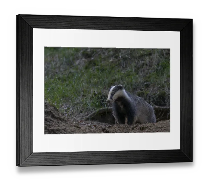 Framed Print : After a few minutes, the young badger (Meles meles) leaves the cave entrance Framed Print : After a few minutes, the young badger (Meles meles) leaves the cave entrance