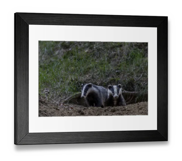 Framed Print : Badger siblings (Meles meles) at the age of about 6 months in front of the burrow Framed Print : Badger siblings (Meles meles) at the age of about 6 months in front of the burrow