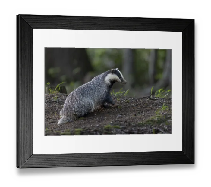 Framed Print : A badger moth (Meles meles) has just left the burrow