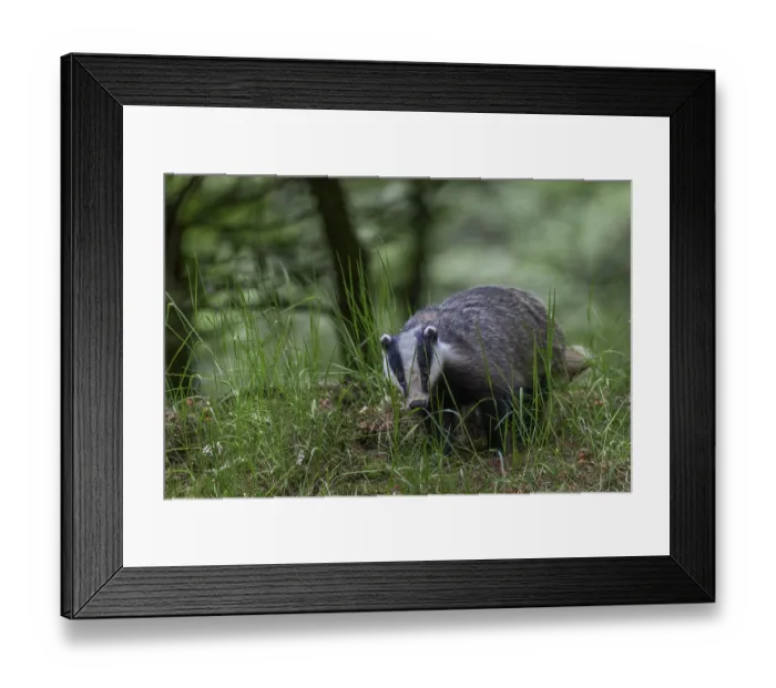Framed Print : After the badger (Meles meles) has left the den Framed Print : After the badger (Meles meles) has left the den