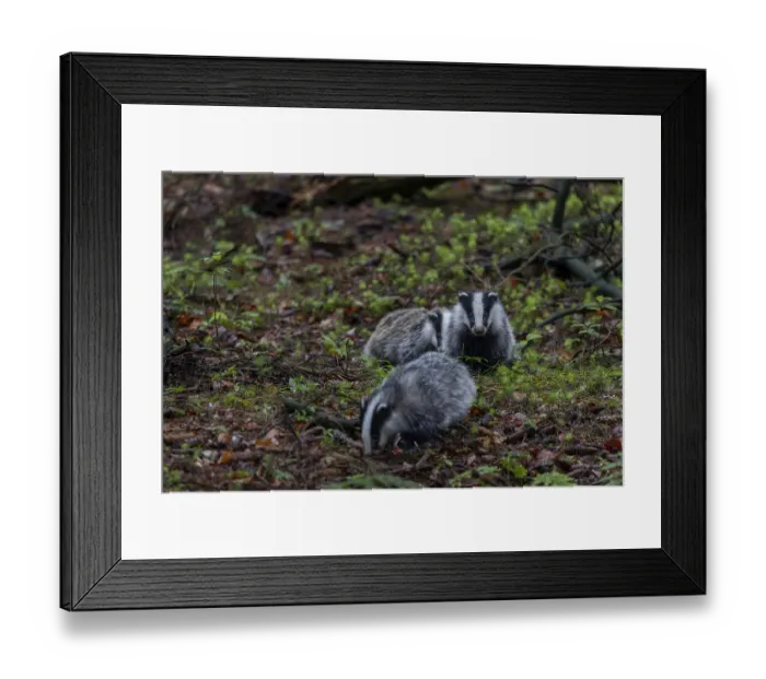 Framed Print : Approx. 3 months Badger siblings (Meles meles) go on an exploration tour together