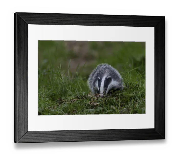 Framed Print : A young badger (Meles meles) searches for food directly at the entrance to its den Framed Print : A young badger (Meles meles) searches for food directly at the entrance to its den