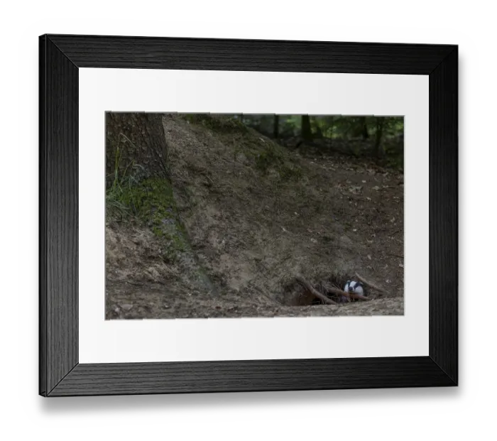 Framed Print : For minutes, the young badger (Meles meles) secures itself at the entrance to its burrow before stepping outside