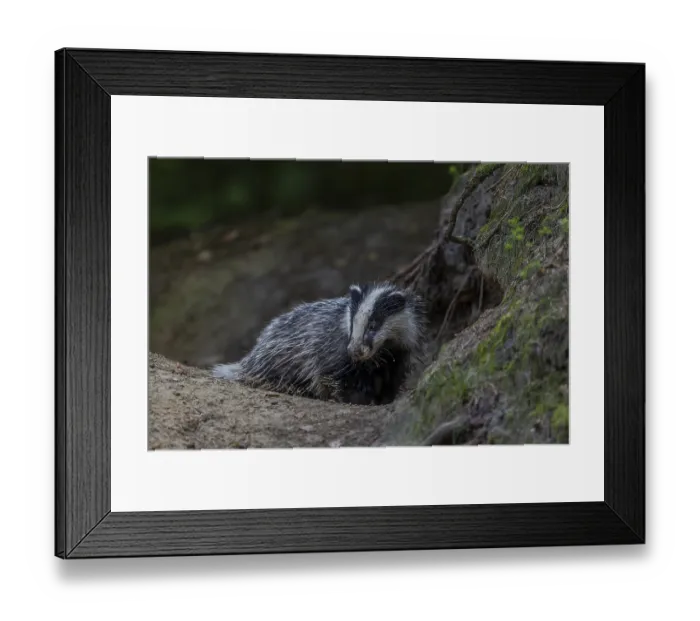 Framed Print : The fine sand sticks to the wet fur of the young badger (Meles meles)