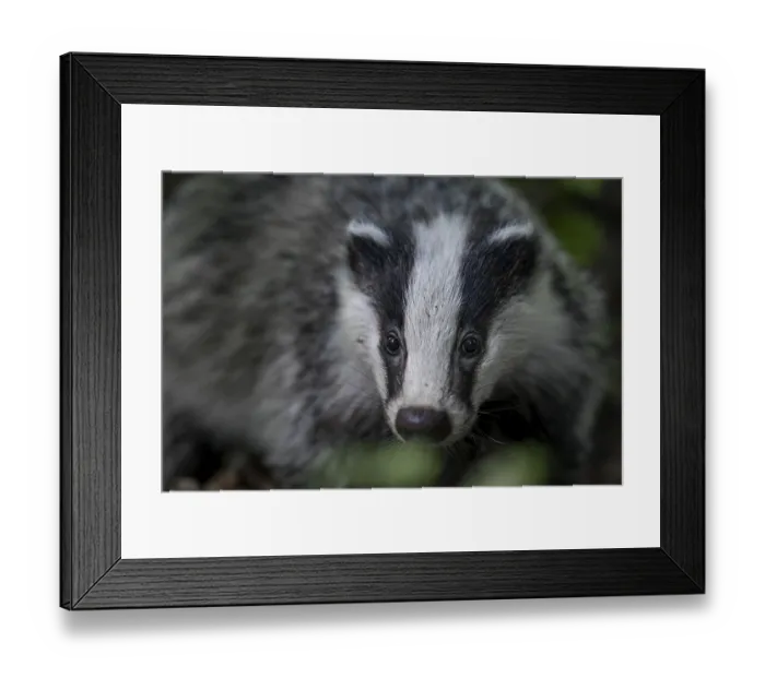 Framed Print : Portrait of a 4 month old badger (Meles meles) Framed Print : Portrait of a 4 month old badger (Meles meles)
